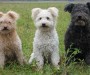 A New Breed, the Pumi, Recognized by the AKC