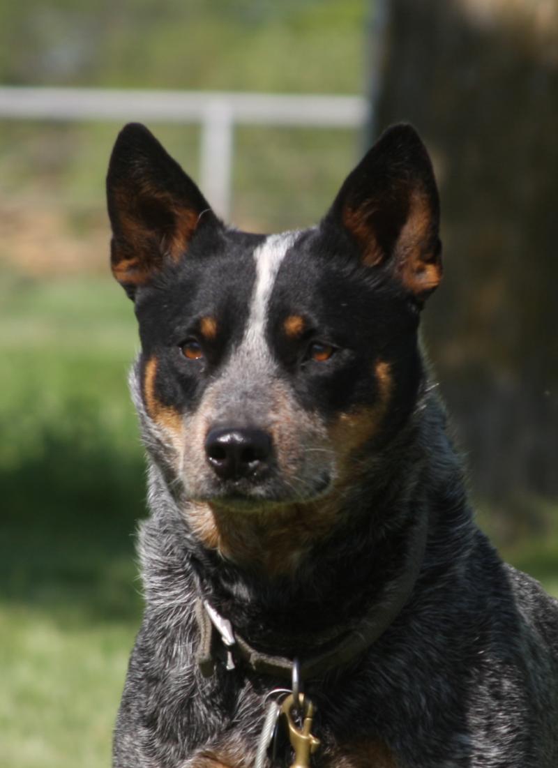 Australian Cattle Dog Red Heeler Puppies Picture Dog Breeders Guide
