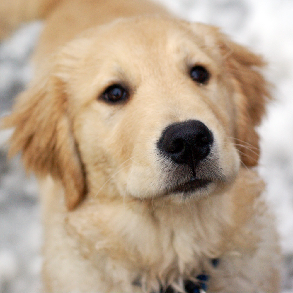 Baby Golden Retrievers Picture Dog Breeders Guide