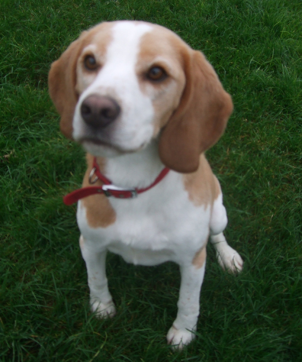 Beagle Puppies For Sale In Italy