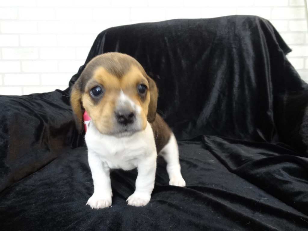 Beagle Puppies Oregon - Beagle Puppies For Sale Akc Puppyfinder / Three ...