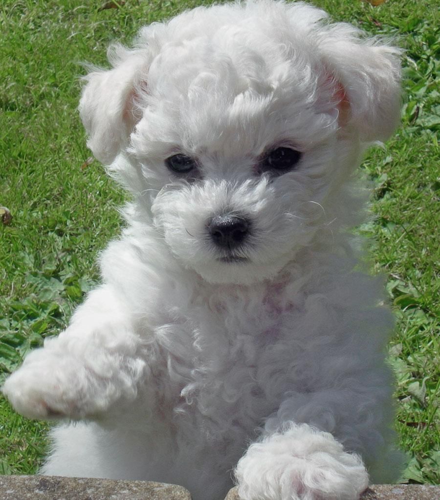 Black Bichon Frise Puppies Picture Dog Breeders Guide