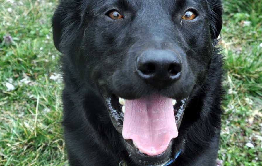 Black Lab Border Collie Mix Picture Dog Breeders Guide