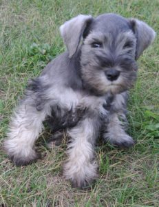 schnauzer schnoodle booster schnauzers grooming