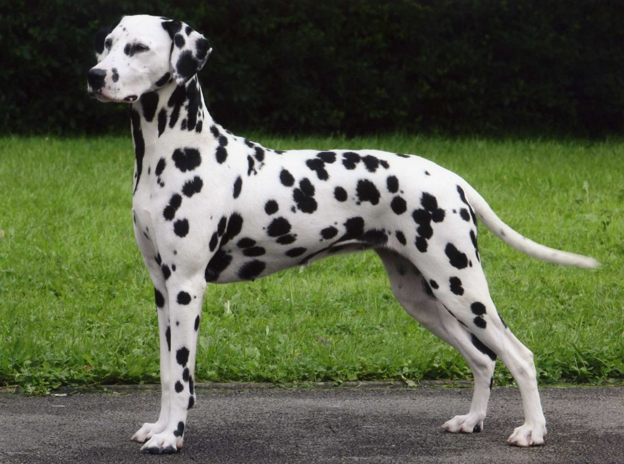 Blue Eyed Dalmatian Puppies Picture Dog Breeders Guide