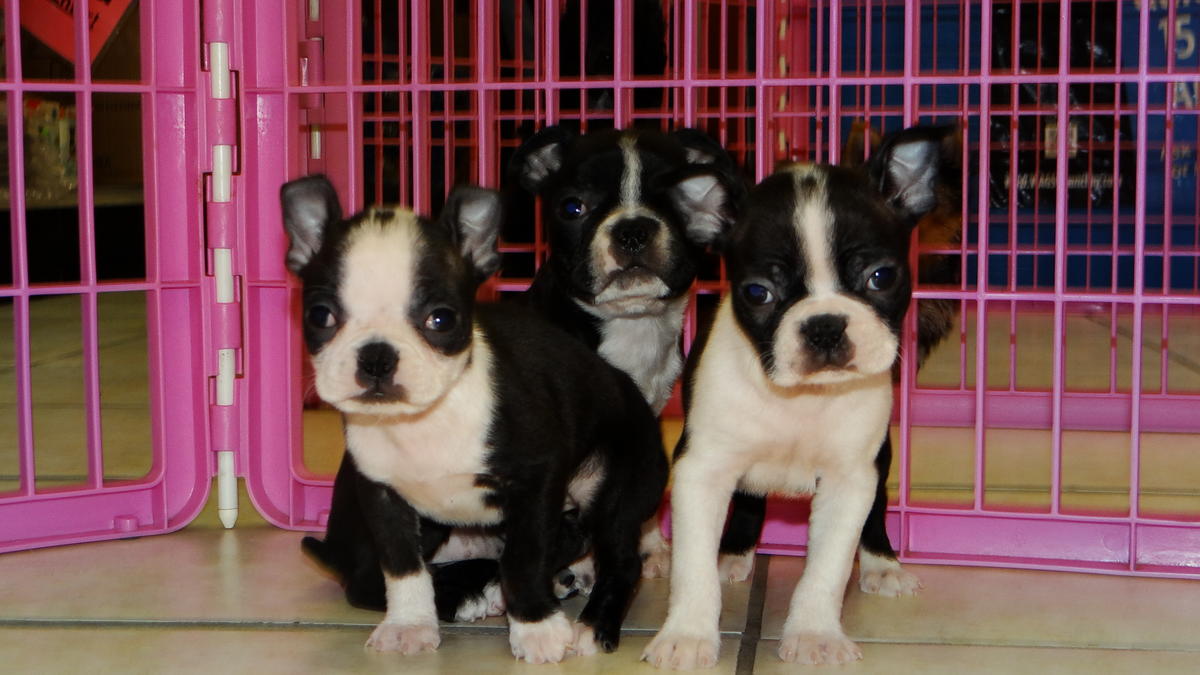Boston Terrier Puppies Picture Ga Dog Breeders Guide