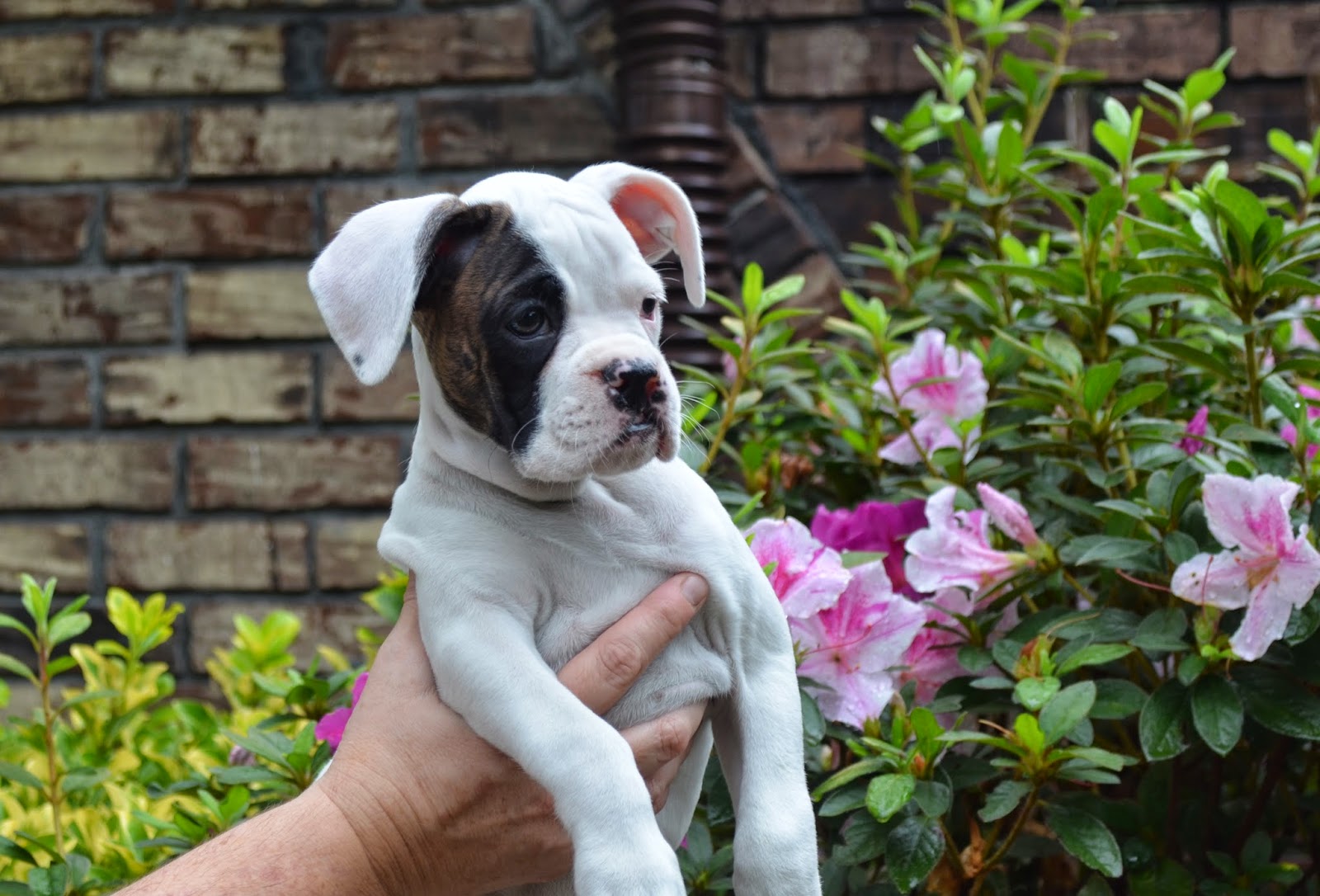 Boxer Puppies Picture Greenville Sc Dog Breeders Guide