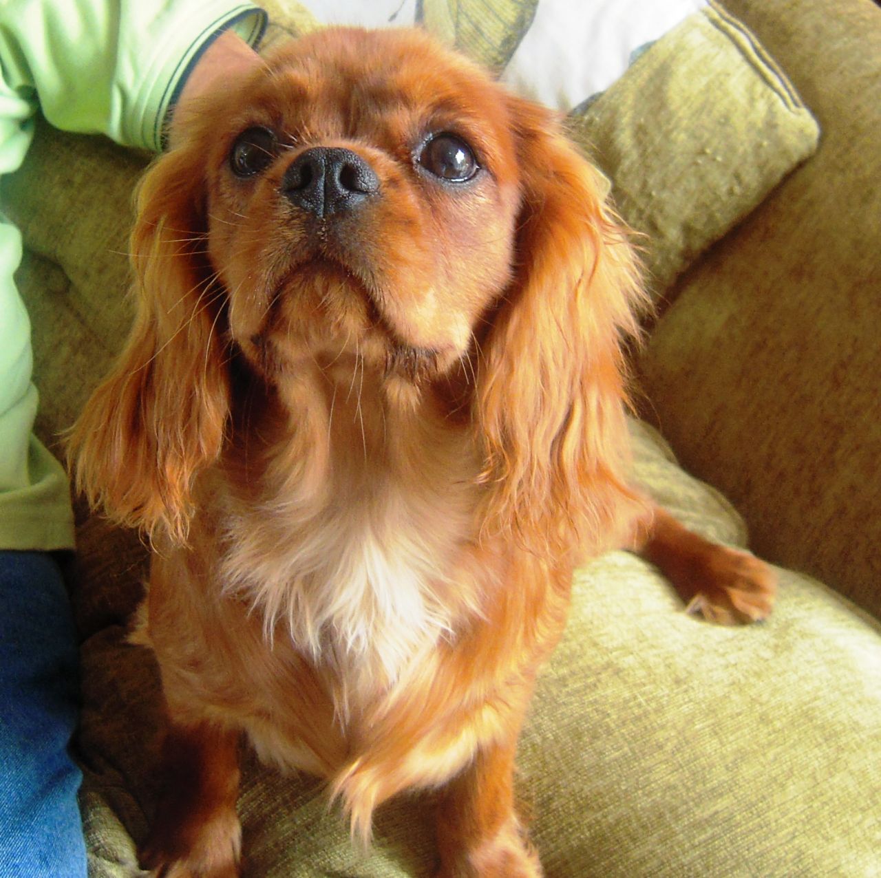 cavalier king charles spaniel rescue in wisconsin