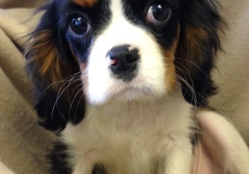 cavalier king charles spaniel rescue new jersey