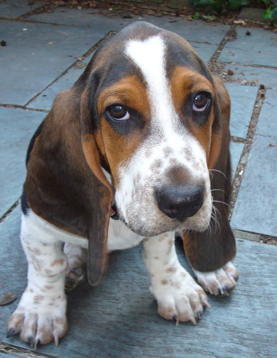 Cheap Basset Hound Puppies Picture - Dog Breeders Guide