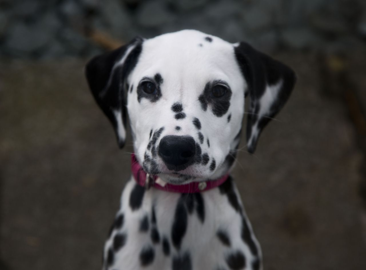 Dalmatian Puppies Picture Indiana Dog Breeders Guide