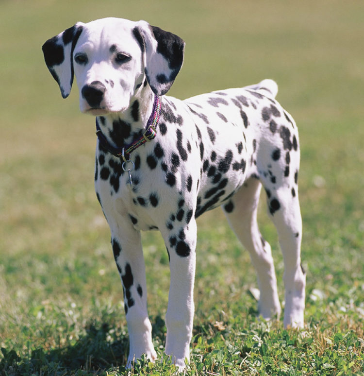 DalmatianPuppiesPictureNewYork Dog Breeders Guide