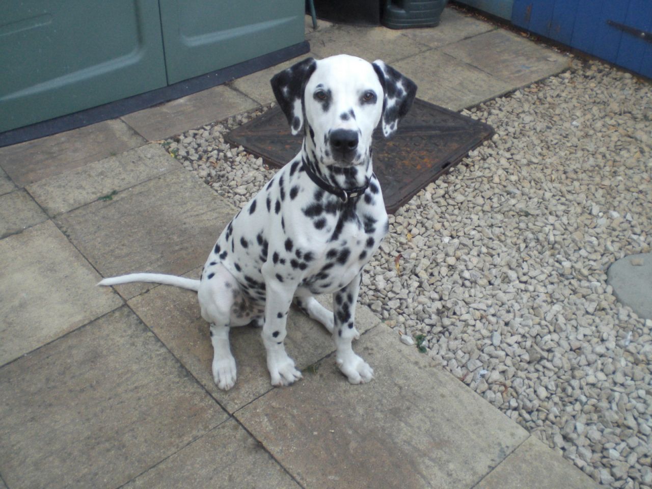 Dalmatians Picture Nc - Dog Breeders Guide.