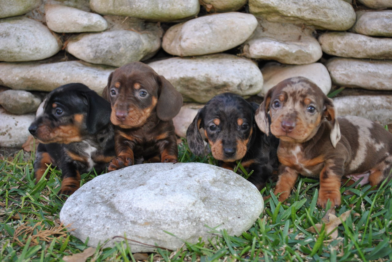 Dapple Dachshund Puppies Picture Texas Dog Breeders Guide