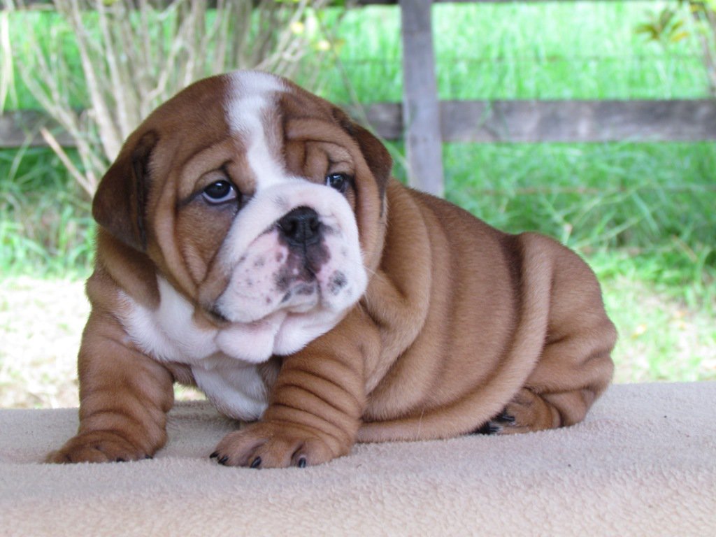 English Bulldog Puppies Picture Montana Dog Breeders Guide