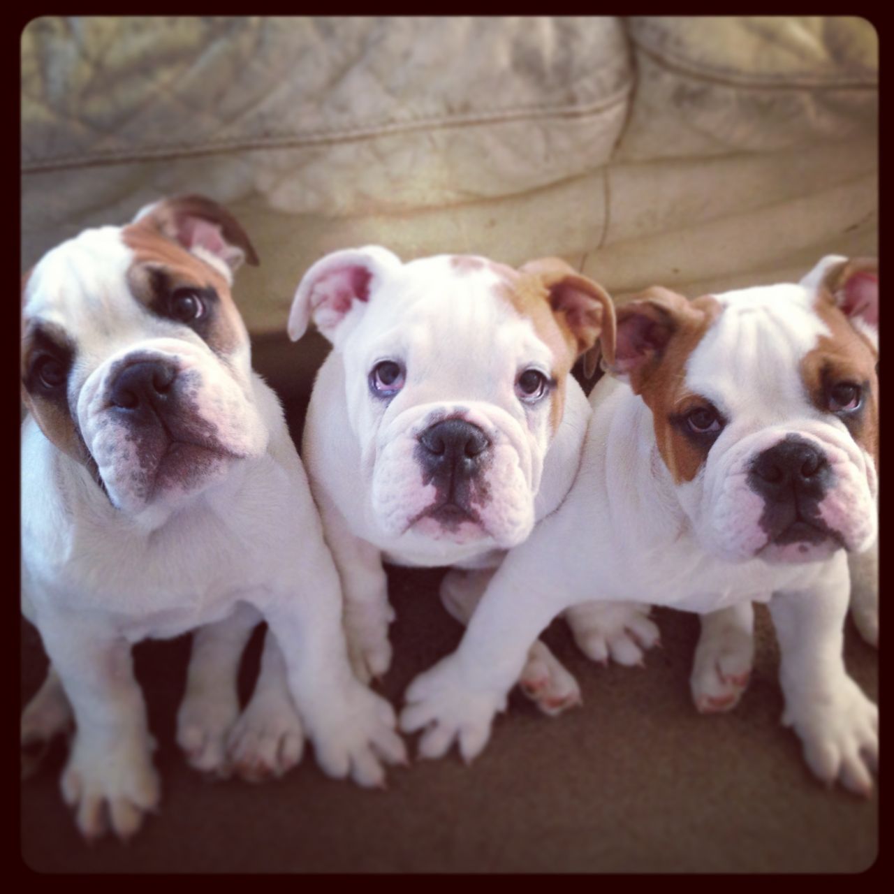 English Bulldog Puppies Picture Under 500 Dog Breeders Guide