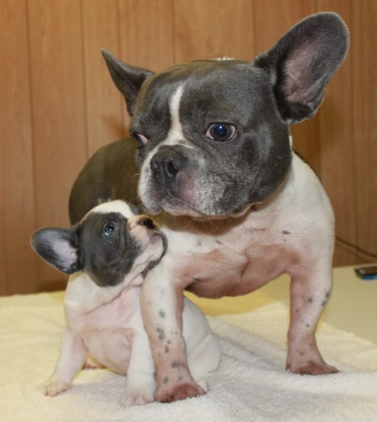 French Bulldog Picture Louisiana Dog Breeders Guide