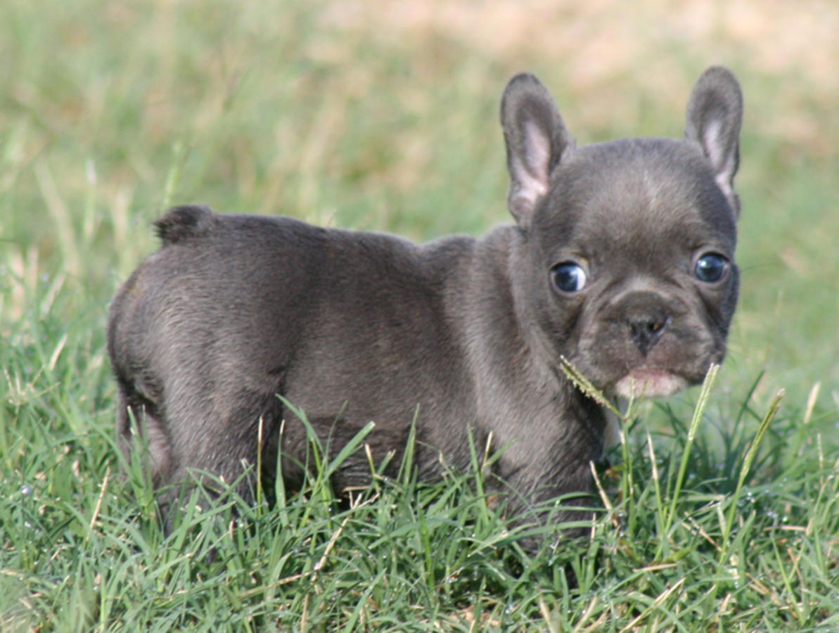 French Bulldog Puppies Picture Arizona Dog Breeders Guide