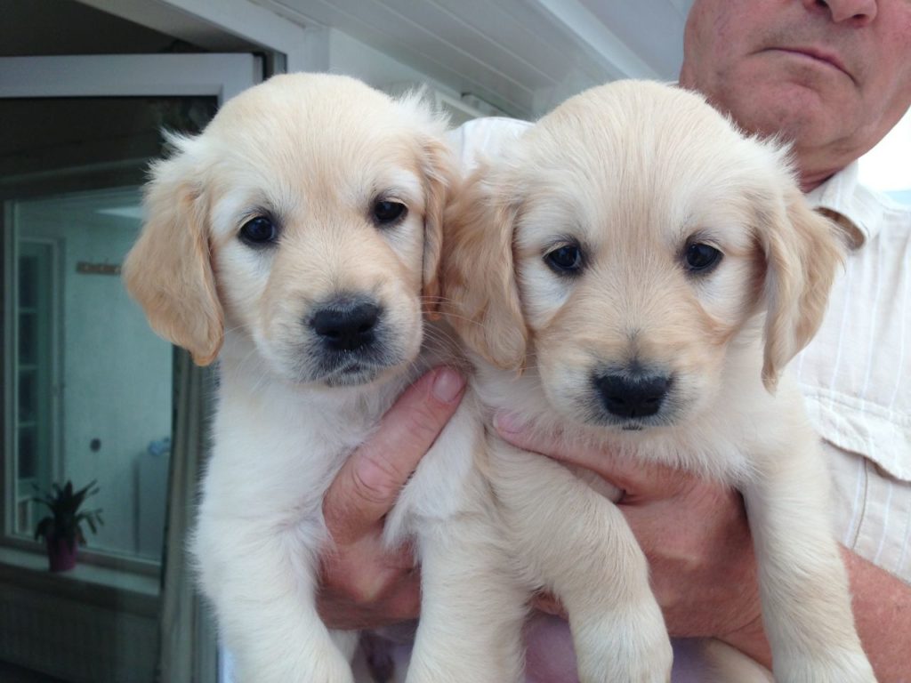 Golden Retriever Puppies Picture San Diego Dog Breeders Guide