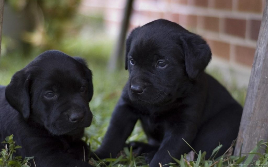 Labrador Retriever Puppies Picture San Diego Dog Breeders Guide