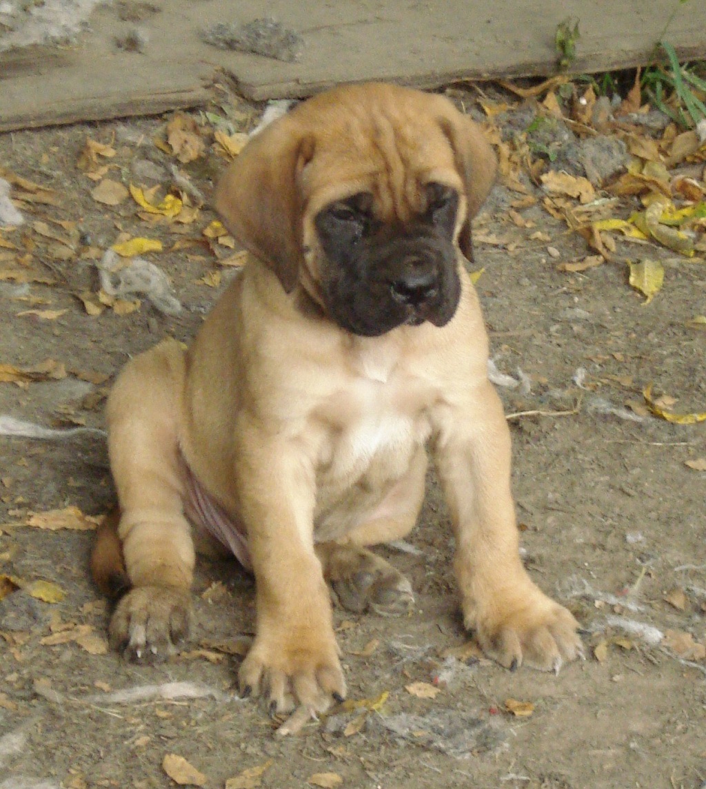 Mastiff Boxer Mix Puppies Picture - Dog Breeders Guide