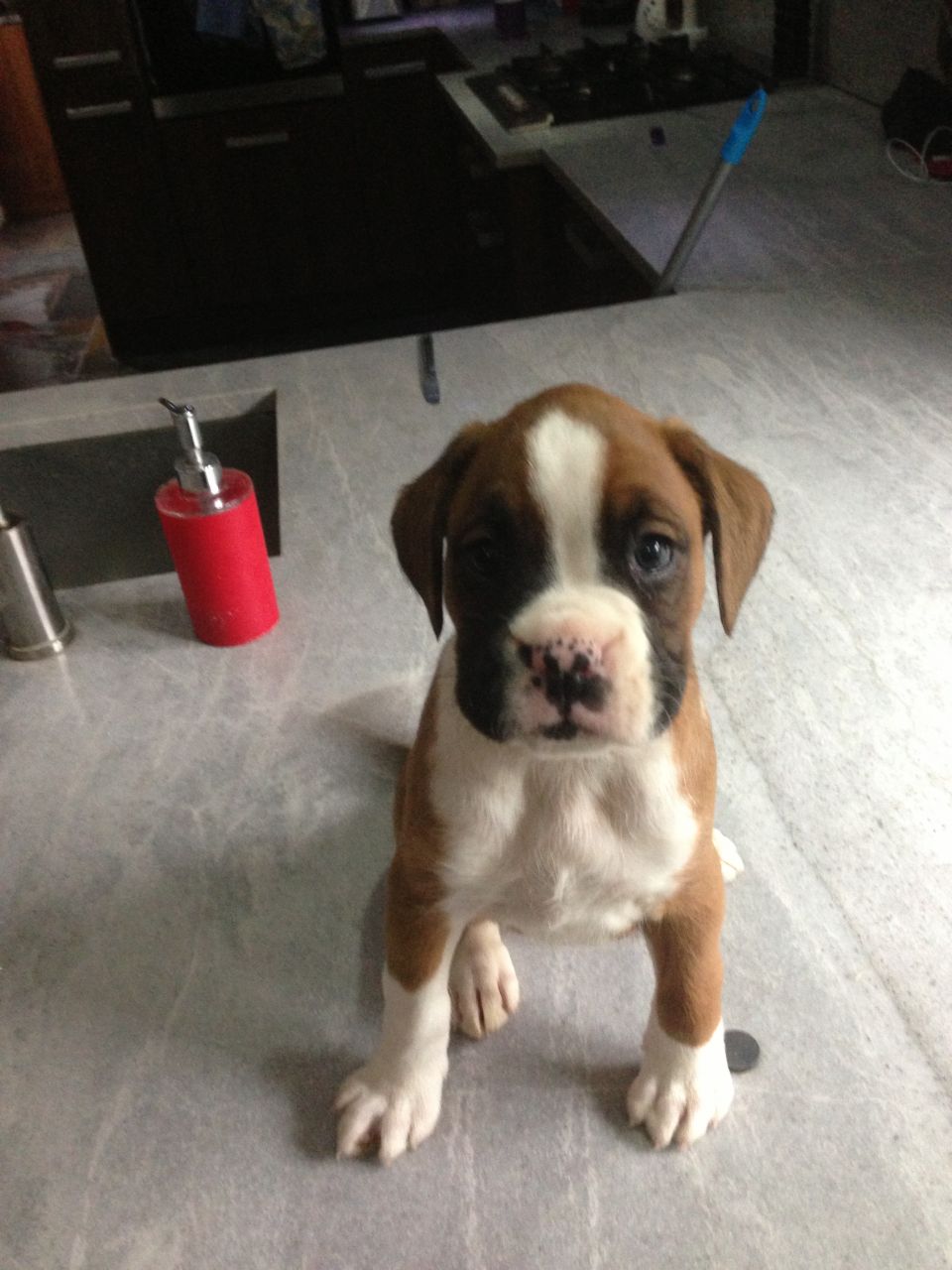 miniature boxer boston terrier for sale near me