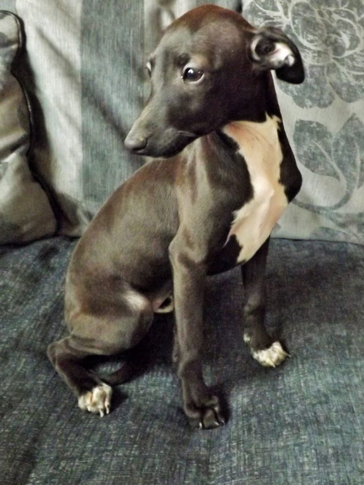 Miniature-Italian-Greyhound-Picture - Dog Breeders Guide