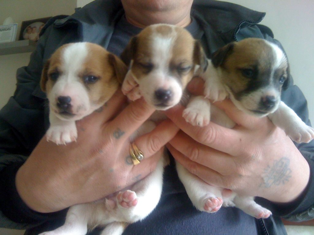 miniature jack russell puppies