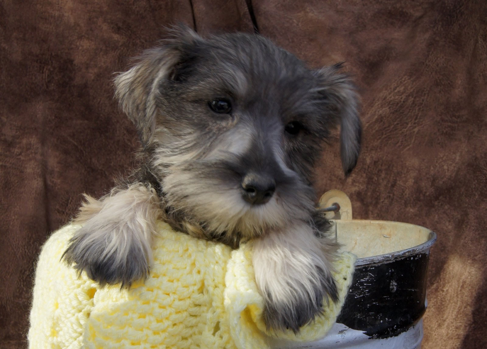 Miniature Schnauzers Picture Indiana - Dog Breeders Guide