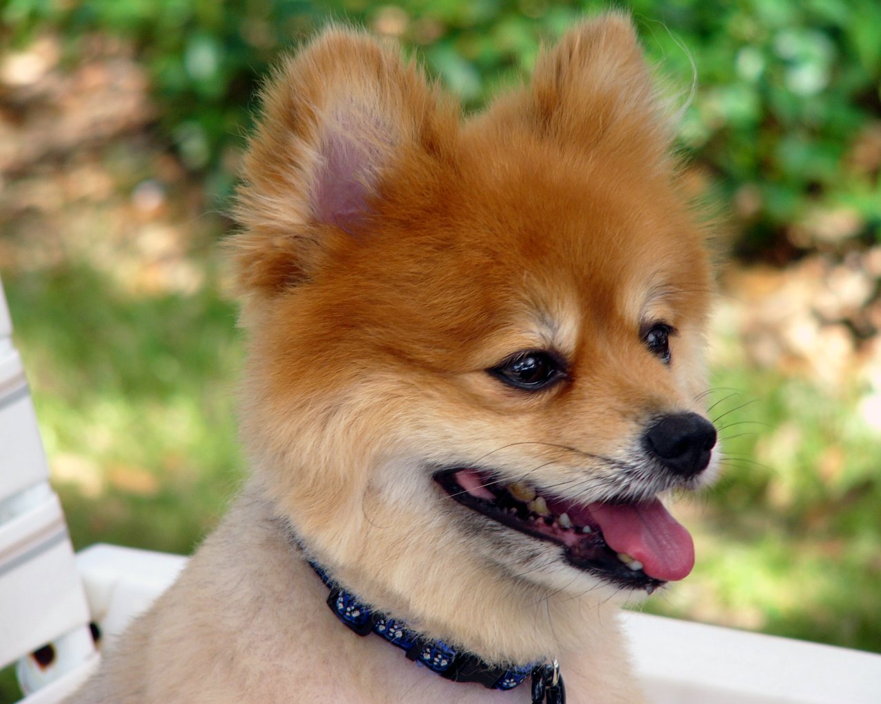 Pomeranian Puppies Picture Massachusetts - Dog Breeders Guide