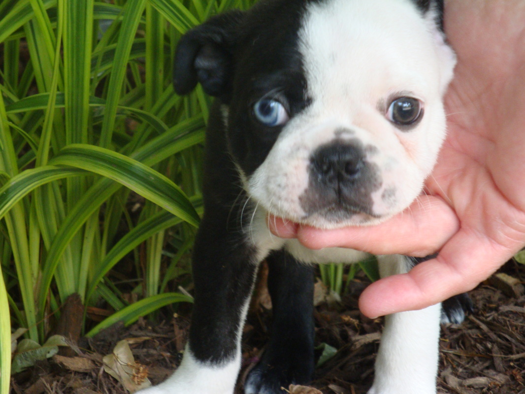 Red And White Boston Terrier Puppies Picture Dog