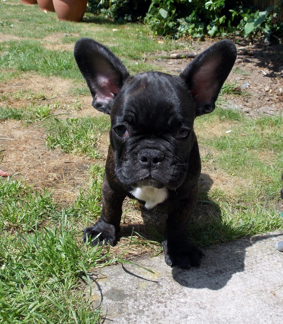 Best French Bulldog Tan in the world Learn more here 