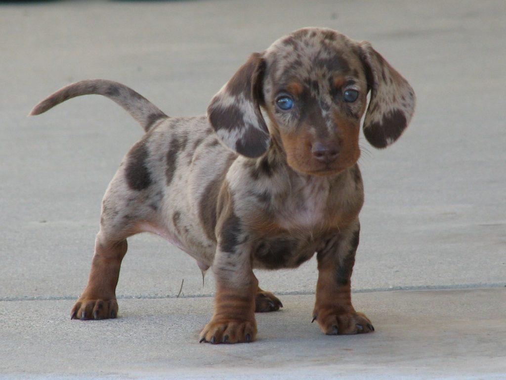 Dapple Dachshund Puppy Pictures Dog Breeders Guide