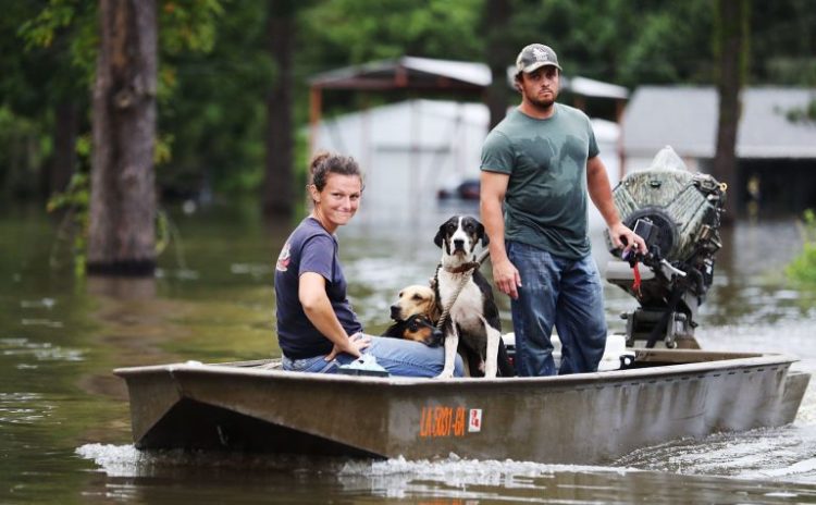 dogs-flooding - Dog Breeders Guide