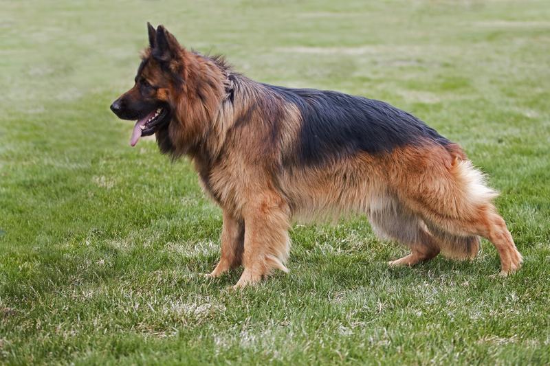 Long Coat German Shepherd Breeders Dog Breeders Guide