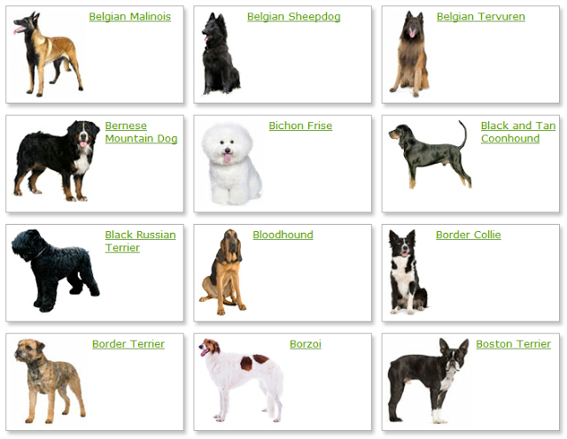 types of medium dogs