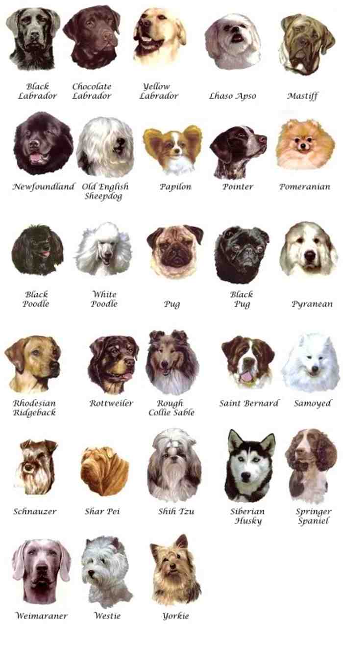medium dog breeds list with pictures Dog Breeders Guide