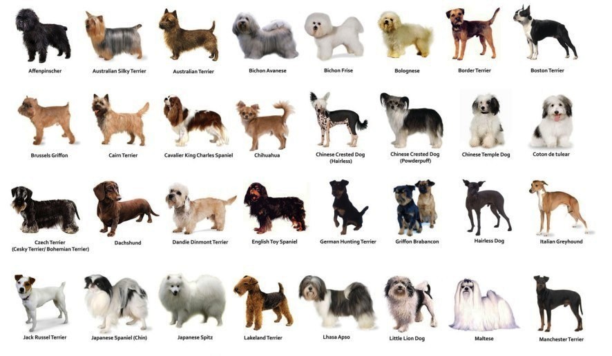 small dog breeds pictures Dog Breeders Guide