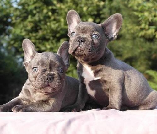 2 Little Chocolate French Bulldog - Dog Breeders Guide