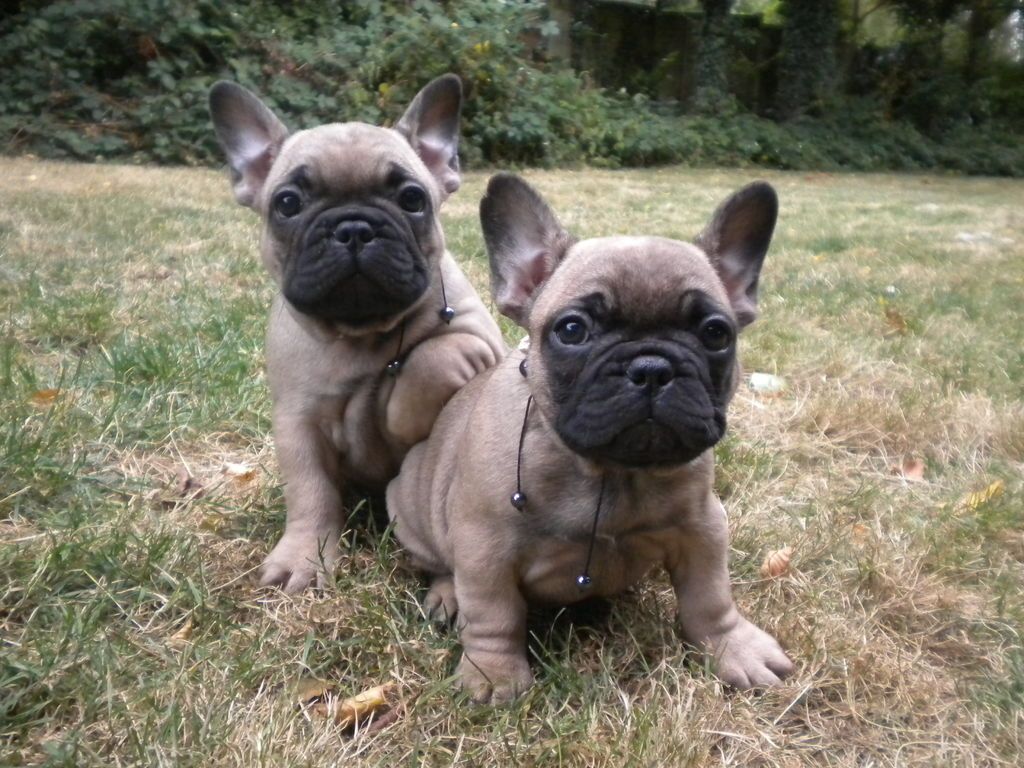 2 brown french bulldog picture Dog Breeders Guide