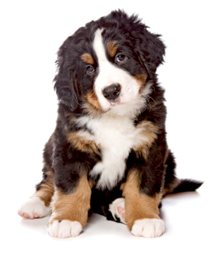 Adorable-bernese-puppies-dog-breed-wallpaper - Dog Breeders Guide