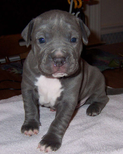 Adorable-pit-bull-terrier-puppies-picture - Dog Breeders Guide