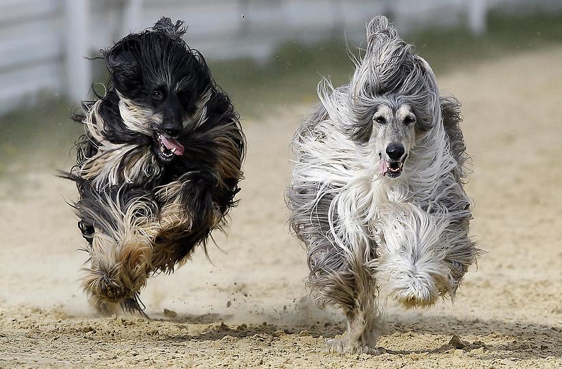 Afghan Hound Dog Racing Picture - Dog Breeders Guide