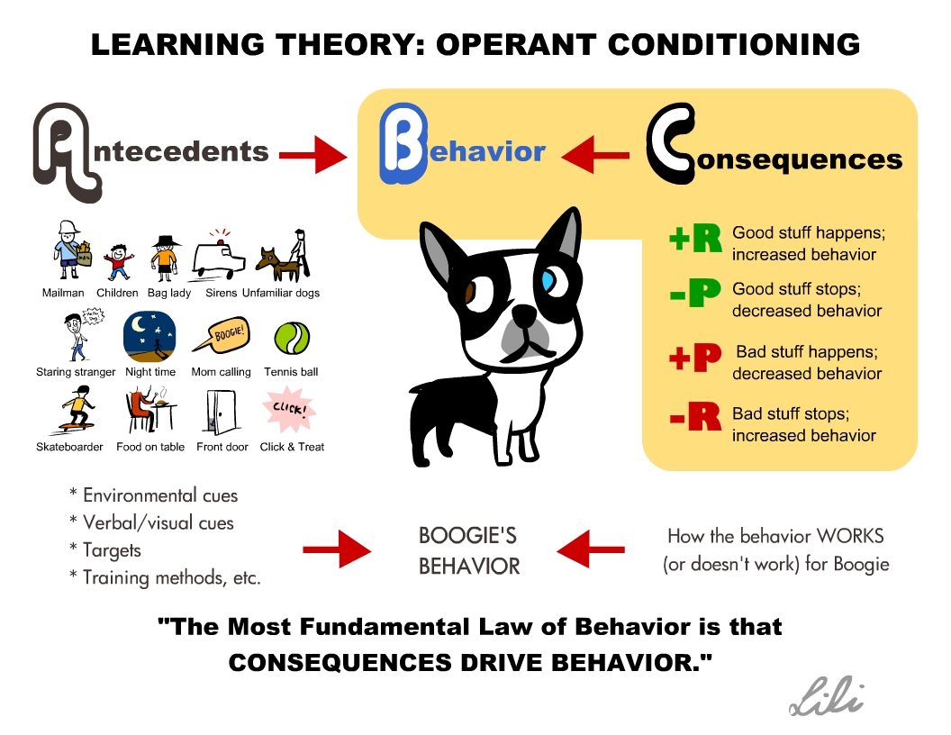 Operant Conditioning Dog Training Method Dog Breeders Guide