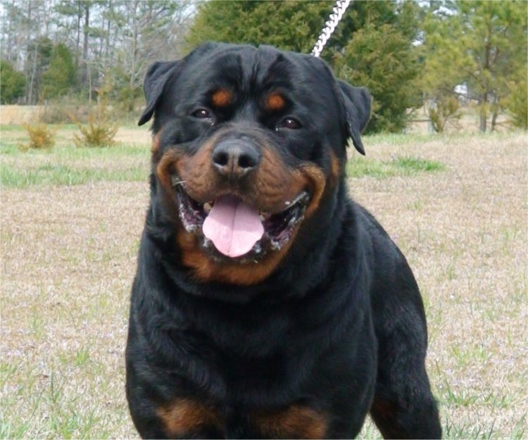 Rottweiler Large Dog Breed with Pictures Dog Breeders Guide