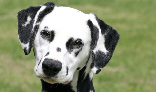 dalmatian Dog Breed Pictures - Dog Breeders Guide