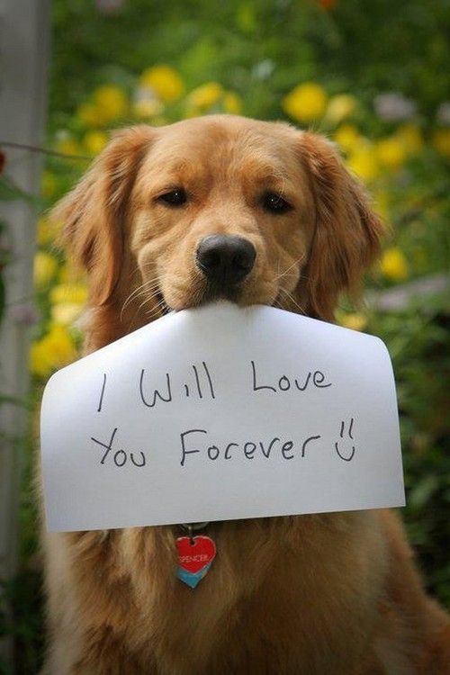 i love you forever golden retriever picture - Dog Breeders ...