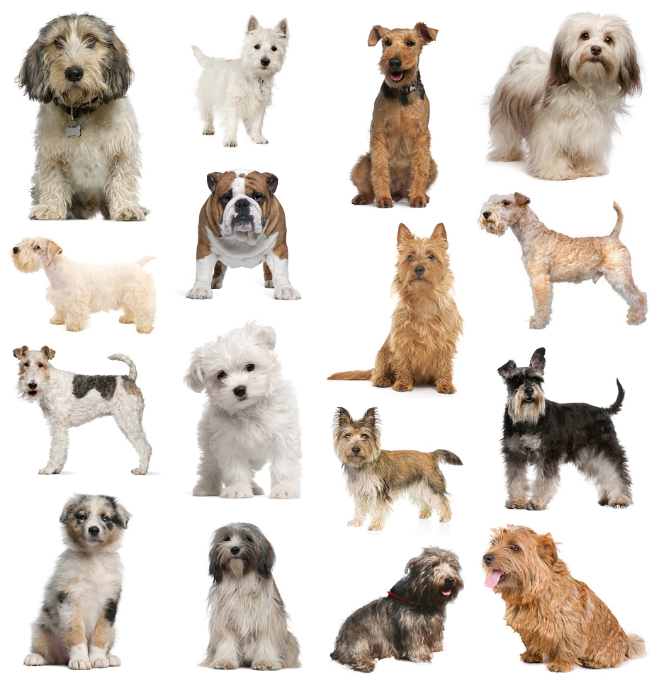 pictures of small dog breeds Dog Breeders Guide
