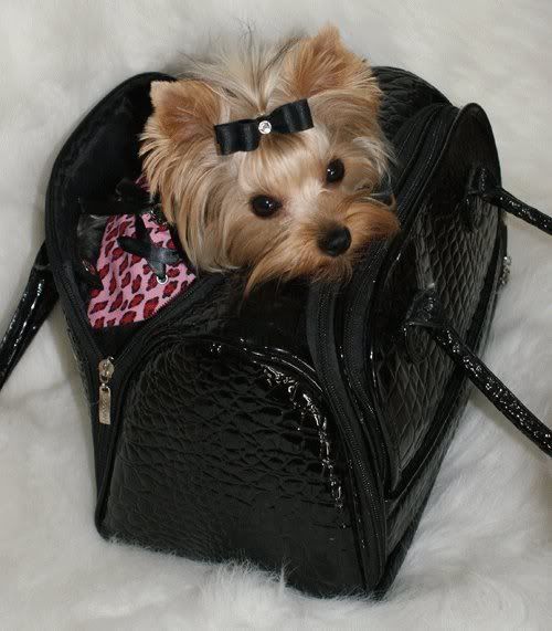 teacup dog in ladies purse picture Dog Breeders Guide