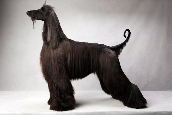 the afghan hound black dog picture - Dog Breeders Guide